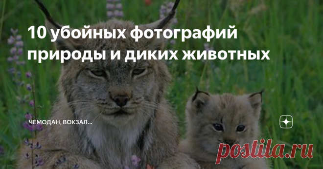 10 убойных фотографий природы и диких животных Подборка из 10 самых лучших фотографий природы и диких животных, способных превзойти ваши ожидания! Вы полагаете, что мы слишком самоуверенны, утверждая, что нашли для вас что-то абсолютно новое и действительно уникальное? Тогда предлагаем вам принять наш вызов и убедиться в этом лично! Подписывайтесь на наш канал и каждый день испытывайте только самые яркие эмоции с потрясающими снимками и интересными познавательными коммента...
