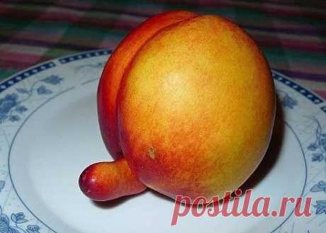 Если дыню скрестить с персиком, то получится либо ДЫРСИК, либо ПЕРДЫНЬКА.....)))