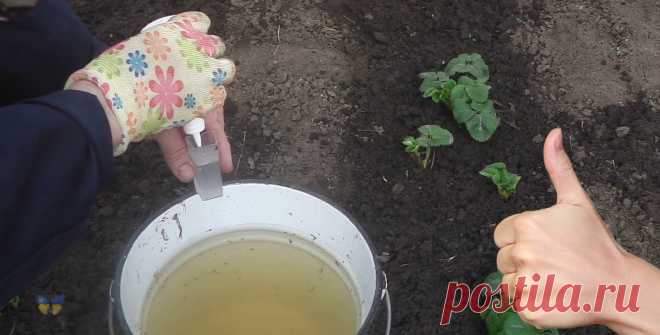 Полийте цим розчином полуницю навесні, щоб ягоди були великі та солодкі Достатньо однієї правильної підгодівлі для полуниці й все літо можна збирати великі та соковиті ягоди.    Правила підгодівлі.    Не варто вносити добриво відразу ж, як тільки зійде сніг. Почекайте, коли ґрунт підсохне й тала вода піде глибше, інакше