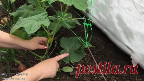 Ослепление огурцов - это важно