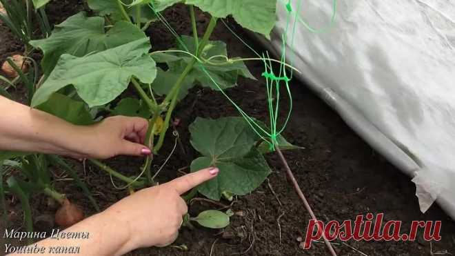 Ослепление огурцов - это важно