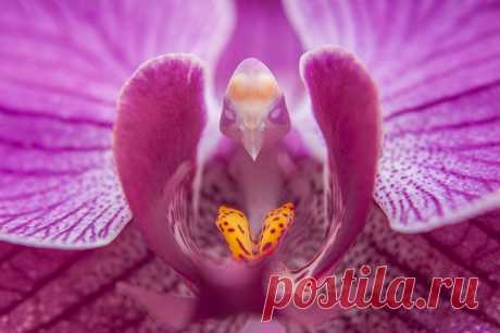 Как шутит природа. Прикольные растения.....