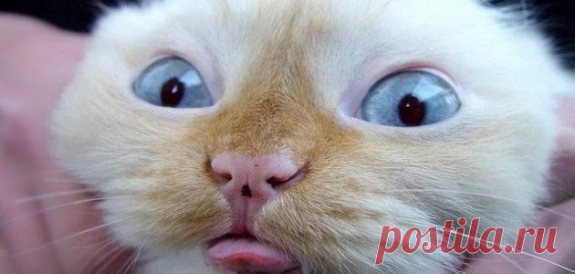 Около МГУ обнаружили множество пьяных котов | Чёрт побери