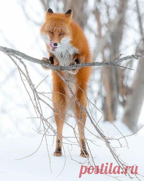 Ух! Сейчас кого то обхитрю, одурачу, обману, обведу вокруг пальца, объегорю, нагрею, надую, обставлю, облапошу, ....! ....