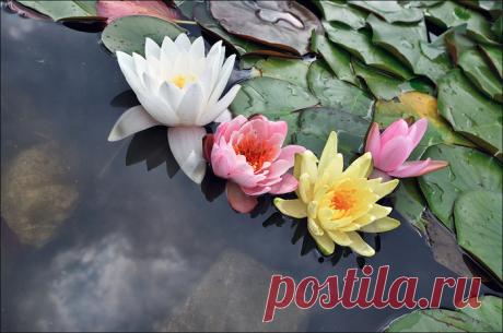 103751956_0_c112e_a25bb0a0_XL.jpg (Изображение JPEG, 699 × 464 пикселов)