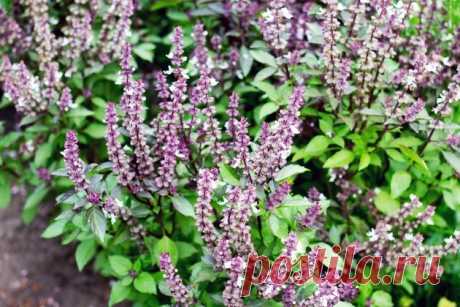 Как улучшить всхожесть пряных трав |  sotki.ru | Ваши 6 соток Замечено, что пряные травы очень долго всходят, как ускорить этот процесс и получить ароматную зелень в короткие сроки.