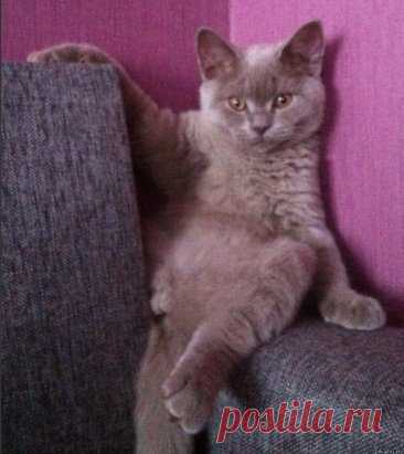 Если вам надоело быть хозяином у себя дома, заведите кота