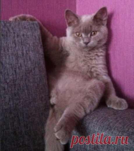 Если вам надоело быть хозяином у себя дома, заведите кота