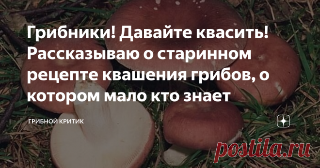Грибники! Давайте квасить! Рассказываю о старинном рецепте квашения грибов, о котором мало кто знает Сыроежки - одни из самых недооценённых грибов российских. лесов. А ведь если подойти к ним с должным вниманием и почтением, то они мало кого оставят равнодушными, будучи правильно приготовленными.
Сыроежек много, очень много. А когда чего-то много, мы начинаем воспринимать это, как должное и обязательное. И стремимся к чему-то другому, которое встречается не так часто и потому выглядит для нас
