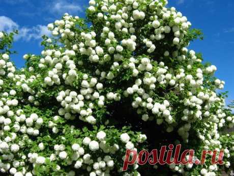 Вот такой бульданеш. Куст высотой три с половиной метра.