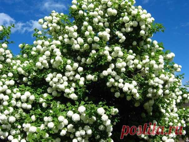 Вот такой бульданеш. Куст высотой три с половиной метра.