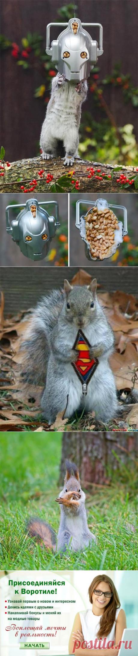 Забавная кормушка для белок^_^ — Воротила