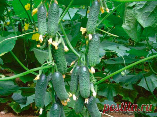 Как формировать огурцы