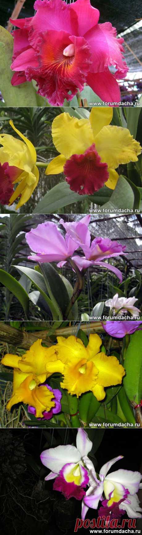 Фото орхидей. Фаленопсис, Ванда, Онцидиум, Дендробиум и ...