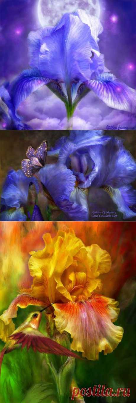 CAROL CAVALARIS | Самоцветик