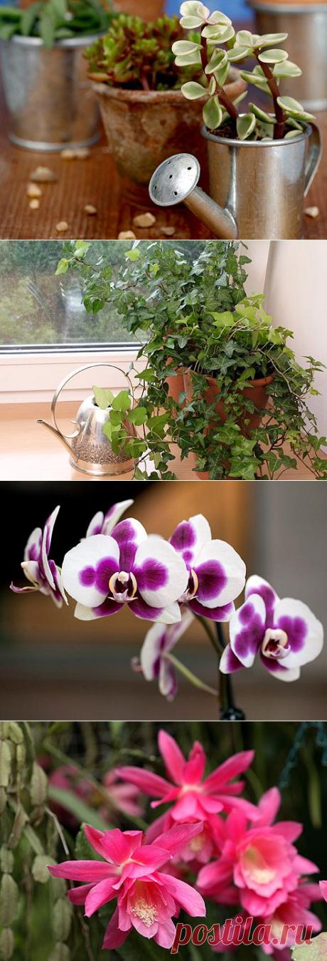 15 растений специально для лентяев на Supersadovnik.ru