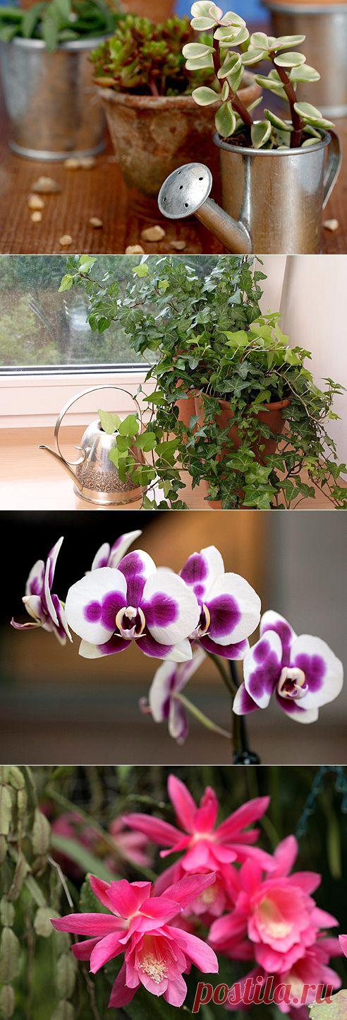 15 растений специально для лентяев на Supersadovnik.ru