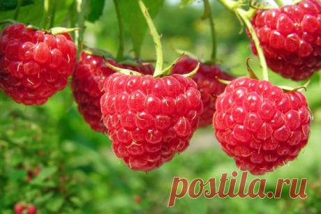 БАЛЬЗАМ СВЯЩЕННИКА