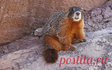 Желтобрюхий сурок.
https://vk.com/funny_animals_world