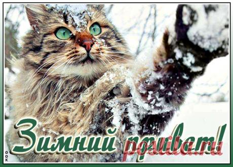 Зимняя картинка привет