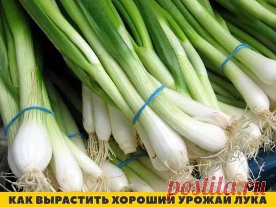 Секрет первый
Лук не любит глинистую почву. Если у вас – такая, нужно на грядку обязательно насыпать песка и торфа, все перемешать. А еще нужна слабощелочная почва. Если у вас – кислая, обязательно с осени (весной это делать поздно) нужно внести доломитовую муку для раскисления.
Секрет второй
При посадке севка нужно опустить его минут на 10-20 в раствор марганцовки для обеззараживания посадочного материала.
Секрет третий
Затем нужно обрезать верхушечку, чтобы лук быстрее прорастал.
Секрет