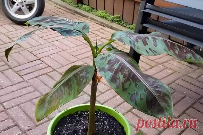 Банановое дерево &#8220;Кровавый банан&#8221;: как вырастить и уход &#8211; Agro-Info
