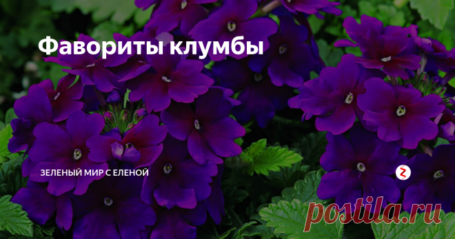 Фавориты клумбы Цветущая все лето