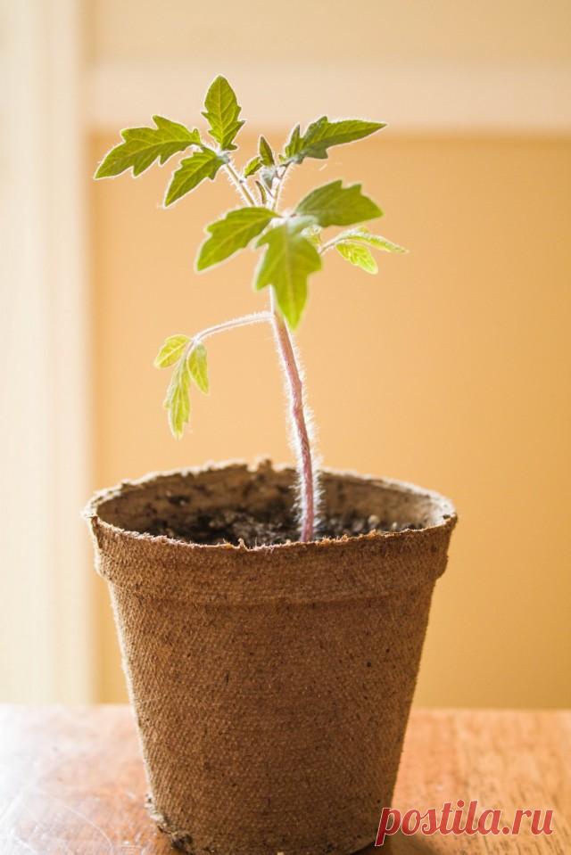 Агротехника высадки рассады томата