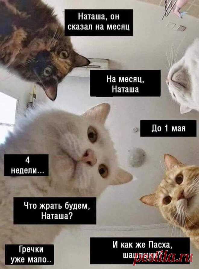 Наташ, ты спишь?: подборка мемов с котиками Наташи, которые