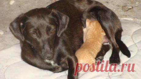 30 позитивных фотографий заботливых животных со своими малышами