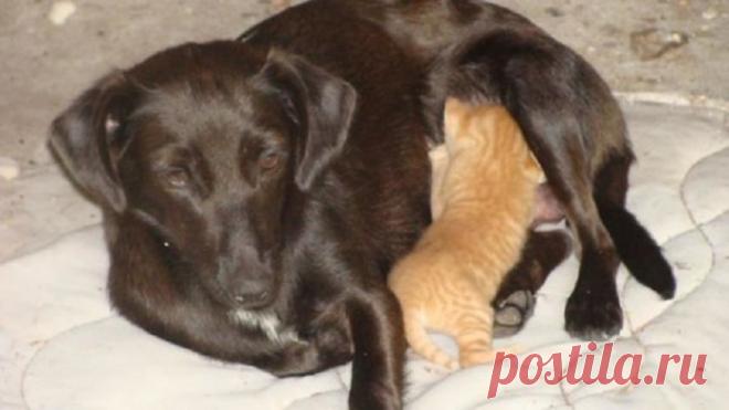 30 позитивных фотографий заботливых животных со своими малышами