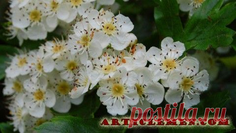 Эфирное масло полыни.