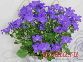 Кампанула уход в домашних условиях с фото Цветок кампанула – достаточно популярное растение для выращивания дома, в палисадниках, на дачах, хотя его родным домом по праву считают дикую природу Южной Европы. Это чудесное сочетание нежно-белых ...