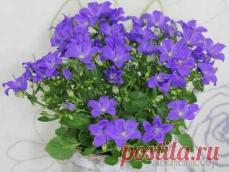 Кампанула уход в домашних условиях с фото Цветок кампанула – достаточно популярное растение для выращивания дома, в палисадниках, на дачах, хотя его родным домом по праву считают дикую природу Южной Европы. Это чудесное сочетание нежно-белых ...