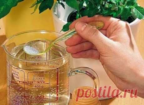 5 РЕЦЕПТОВ НАТУРАЛЬНЫХ УДОБРЕНИЙ ДЛЯ ДОМАШНИХ ЦВЕТОВ | Советник