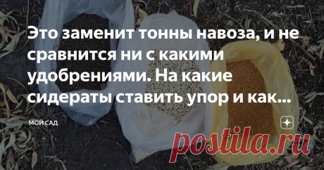 Это заменит тонны навоза, и не сравнится ни с какими удобрениями. На какие сидераты ставить упор и как правильно сажать их? По словам Алексея, после уборки картофеля и овощей, на месте их скопления можно высеять горчицу. Этот сидерат даст растению все необходимые микроэлементы. Его можно сеять в любое время. Горчицу хорошо закапывать в землю, а когда она подрастет, срезать и заделать в почву. Еще одно растение, которое полезно во второй половине лета – это фацелия. Это растение тоже является с…