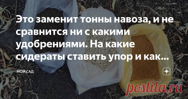 Это заменит тонны навоза, и не сравнится ни с какими удобрениями. На какие сидераты ставить упор и как правильно сажать их? По словам Алексея, после уборки картофеля и овощей, на месте их скопления можно высеять горчицу. Этот сидерат даст растению все необходимые микроэлементы. Его можно сеять в любое время. Горчицу хорошо закапывать в землю, а когда она подрастет, срезать и заделать в почву. Еще одно растение, которое полезно во второй половине лета – это фацелия. Это растение тоже является с…