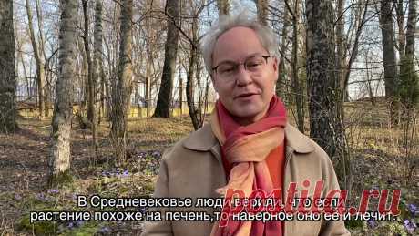 Весна в Саду Души - Перелеска!