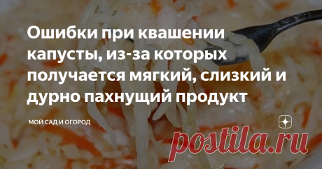 Ошибки при квашении капусты, из-за которых получается мягкий, слизкий и дурно пахнущий продукт Квашеная капуста – популярнейшая закуска, которая «украсит» своим присутствием в тарелке любой гарнир. Кроме того, что это блюдо вкусное, так еще и содержит в себе огромное количество витамина С, который так важен для нас в период зимних морозов.
Хоть данный рецепт и считается легким, но далеко не у всех получается вкусный хрустящий продукт, манящий кисло-сладким ароматом. Как показывает практика,