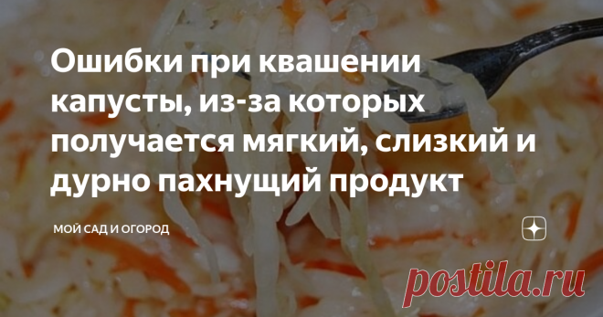 Ошибки при квашении капусты, из-за которых получается мягкий, слизкий и дурно пахнущий продукт Квашеная капуста – популярнейшая закуска, которая «украсит» своим присутствием в тарелке любой гарнир. Кроме того, что это блюдо вкусное, так еще и содержит в себе огромное количество витамина С, который так важен для нас в период зимних морозов.
Хоть данный рецепт и считается легким, но далеко не у всех получается вкусный хрустящий продукт, манящий кисло-сладким ароматом. Как показывает практика,