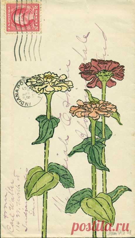 Zinnias