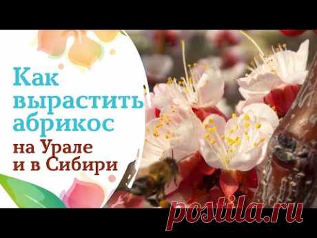 Как гарантированно  вырастить абрикос на Урале и в Сибири