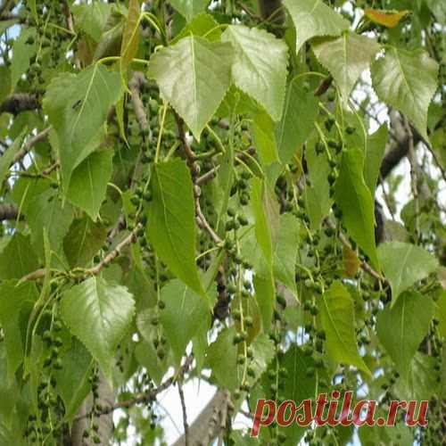 Тополиные почки для носа.