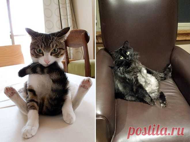 Уморительные фотографии котов, пойманных во время вылизывания своих причиндалов