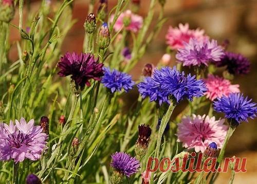 Выращивание васильков: как вырастить цветок из семян