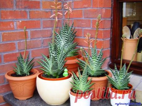 Алоэ пестрое - Мои комнатные растения