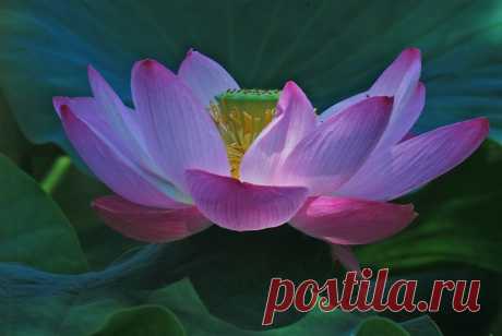 Lotus flower - Google Search