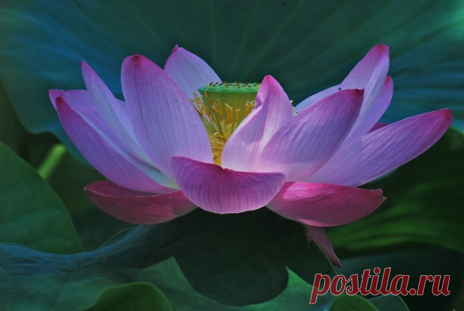 Lotus flower - Google Search