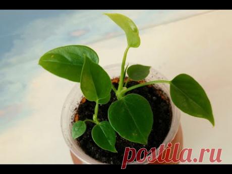 Антуриум Андре. Прижились ли отсаженные от материнского растения очень маленькие детки?