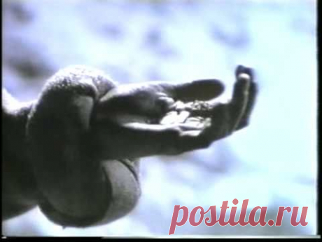 Ирина Аллегрова. Клип &quot;Транзитный пассажир&quot; - YouTube